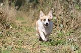 CORGI PEMBROKE 328